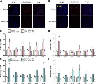 Profiling Ribonucleotide and Deoxyribonucleotide Pools Perturbed by Remdesivir in Human Bronchial Epithelial Cells